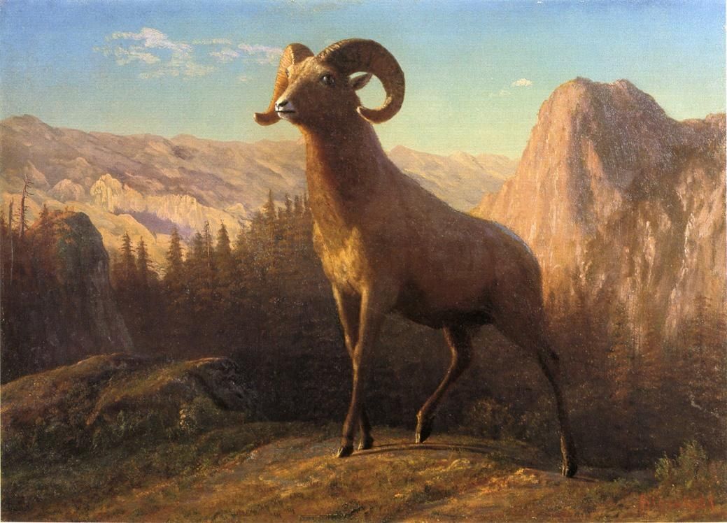 Albert Bierstadt A Rocky Mountain Sheep Ovis Montana